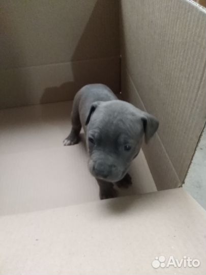 Щенки питбуля