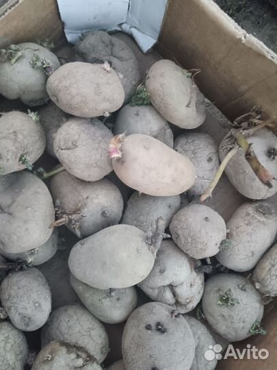 Семенной картофель