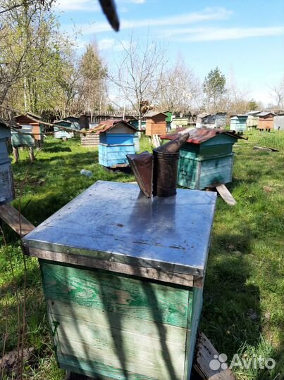 Мед (мед оптом и в розницу)