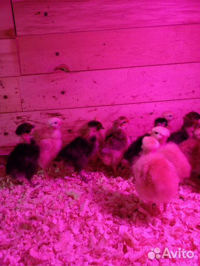 Голошейные цыплята