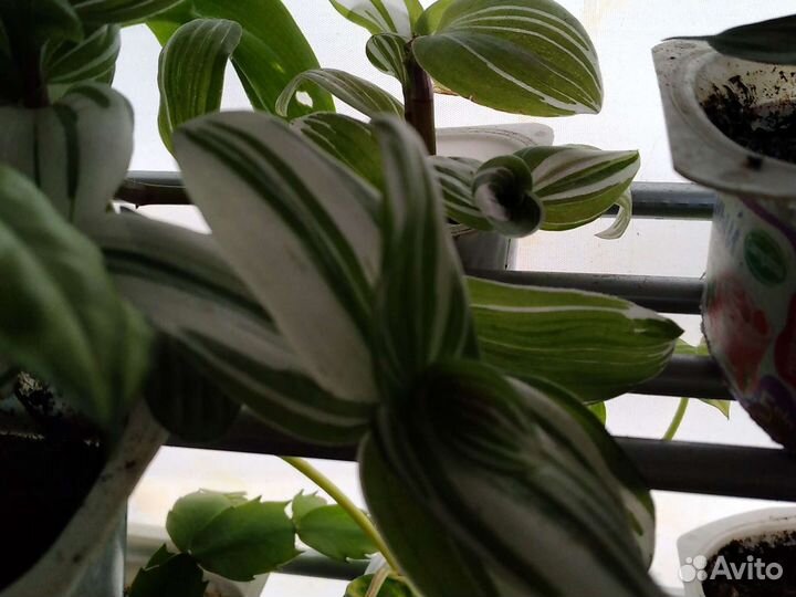 Комнатные растения номер 6