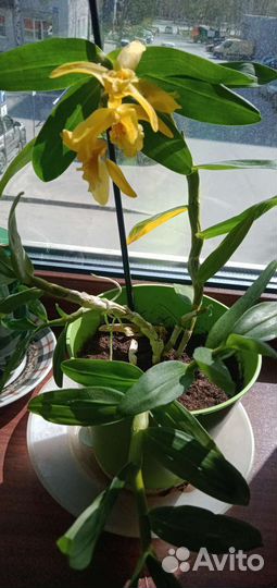 Орхидея дендробиум