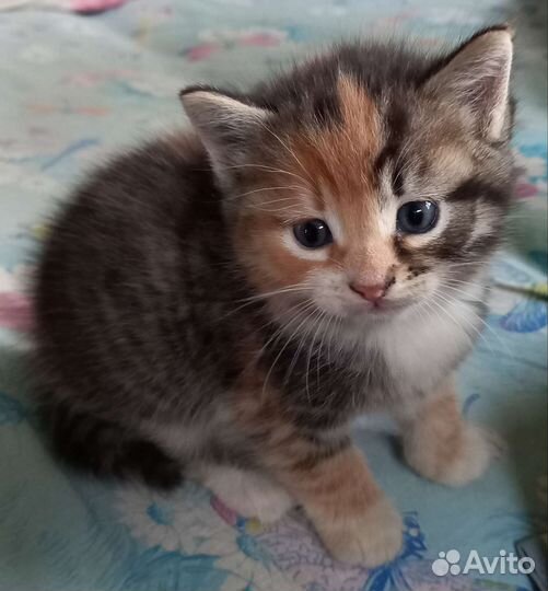 Котята