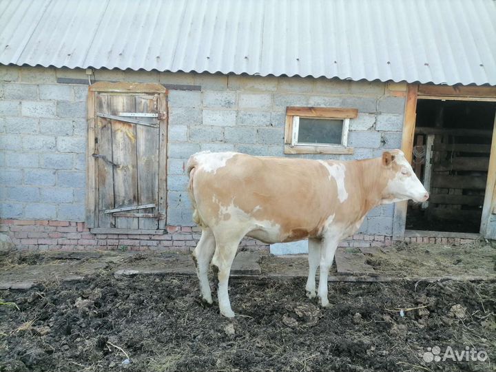 Бычки и телки