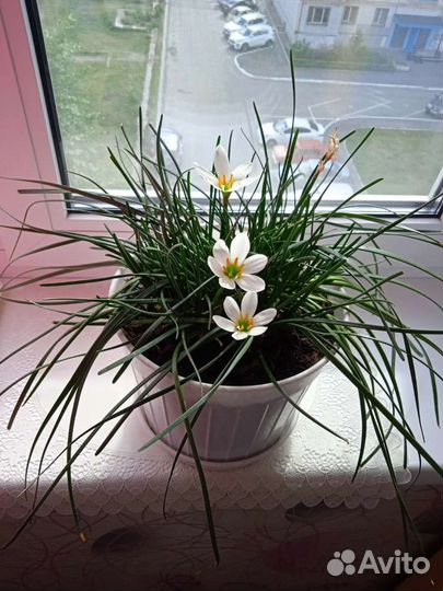 Цветок выскочка