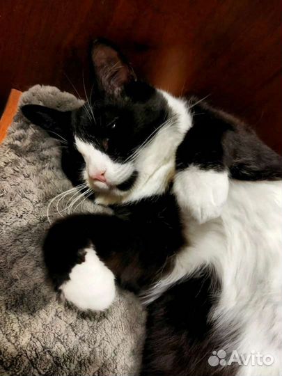 В добрые руки