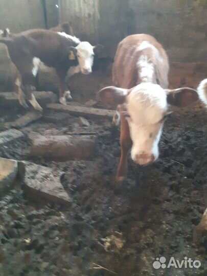 Телята бычки, телки