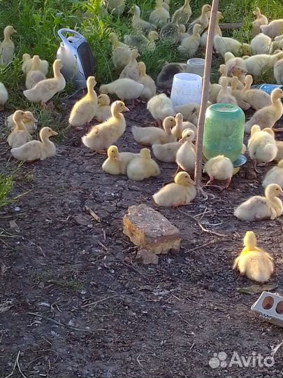 Цыплята,гусята