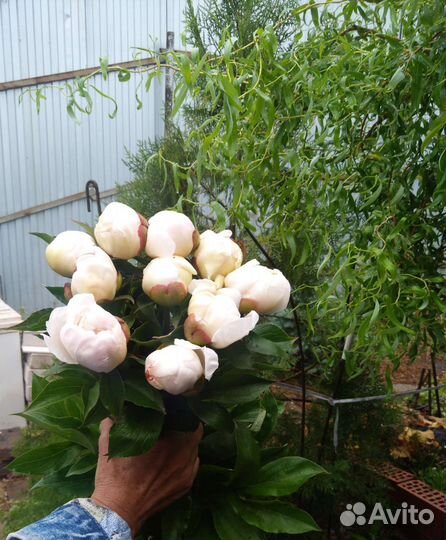 Пионы рассада, саженцы