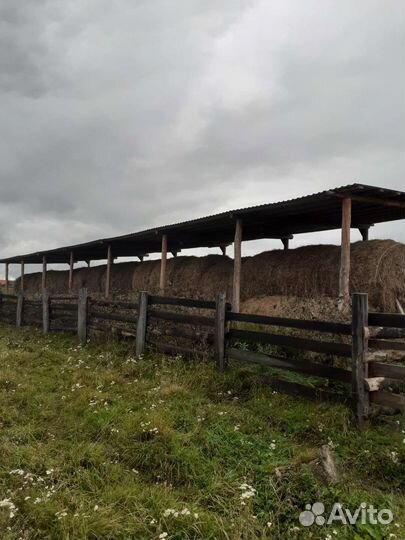 Продам сено в рулонах,урожай 2024