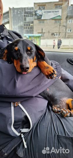 Такса вязка девочка