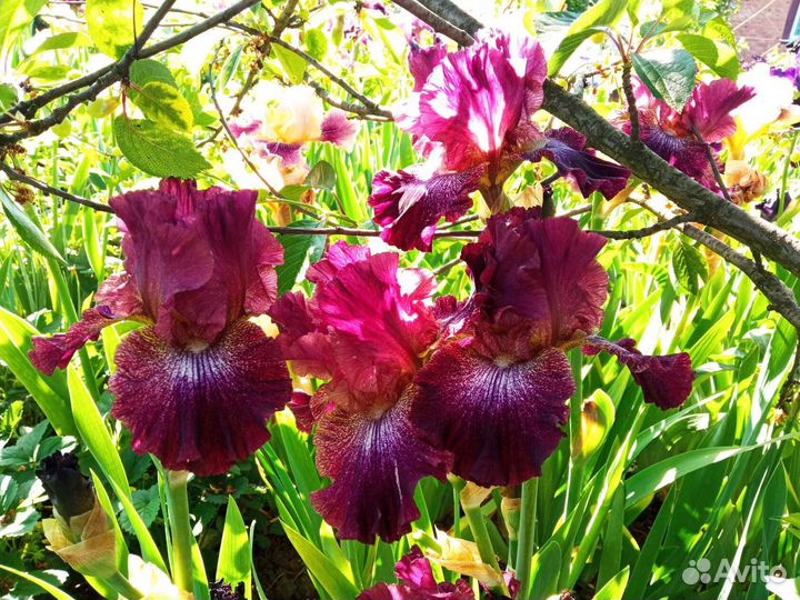Ирисы высокие