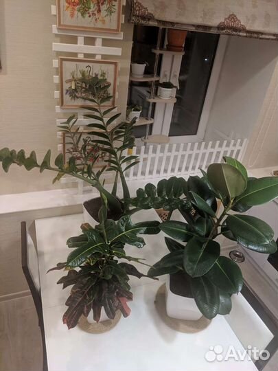 Кодиеум пестрый, фикус каучуконосный