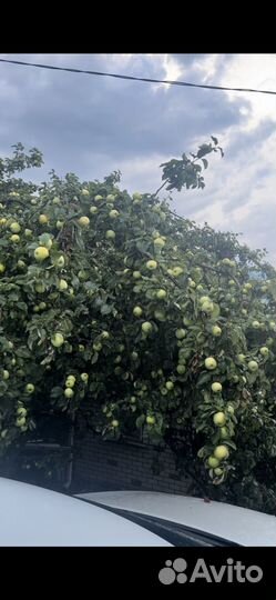 Сок яблочный домашний из гореых яблок