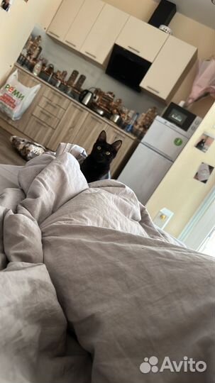 Котики бесплатно