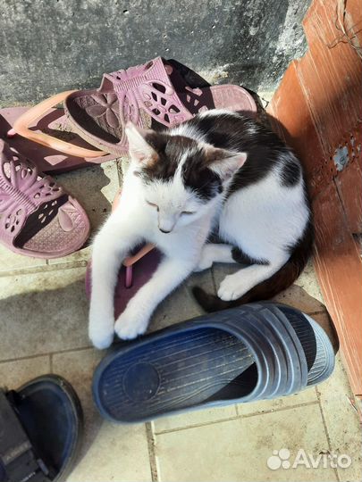 Котята