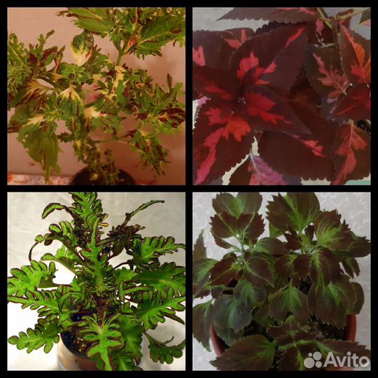 Колеусы вегетативные