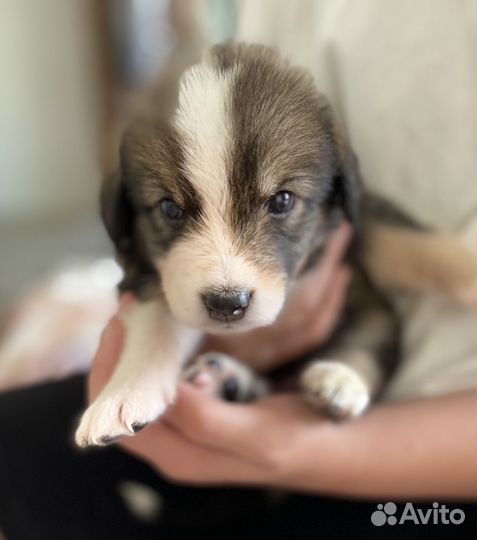 Щенки бесплатно