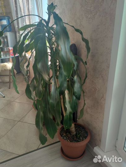 Драцена (Юкка)