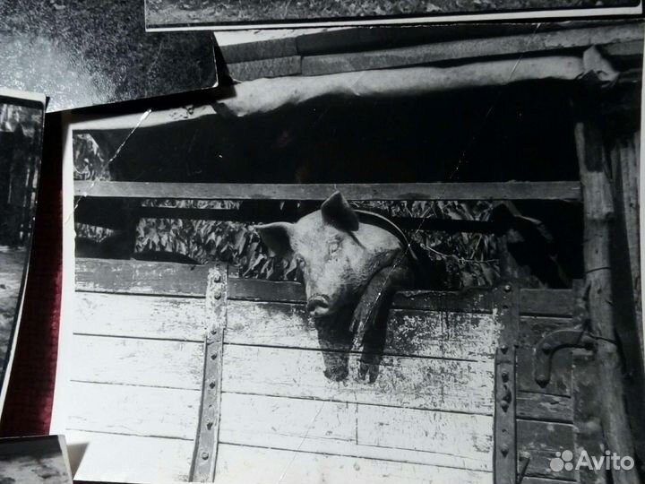 Фото «человек друг поросёнка» 1955/65 год ссср/9шт