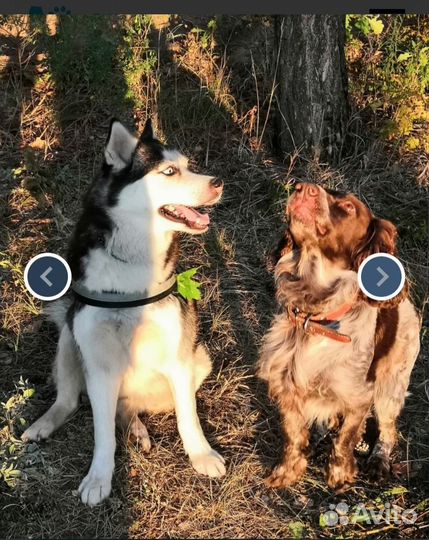 Догситтер. Домашняя передержка собак