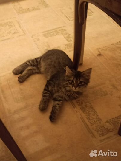 Котёнок девочка Маня