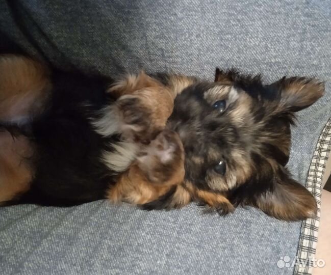 Йоркширский терьер мини