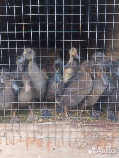 Утки,индийский бигунок