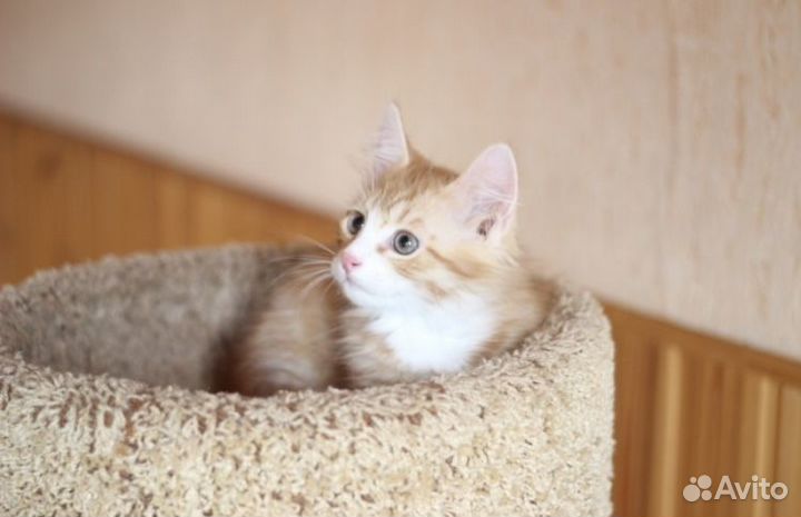 Рыжий котёнок мальчик в добрые руки