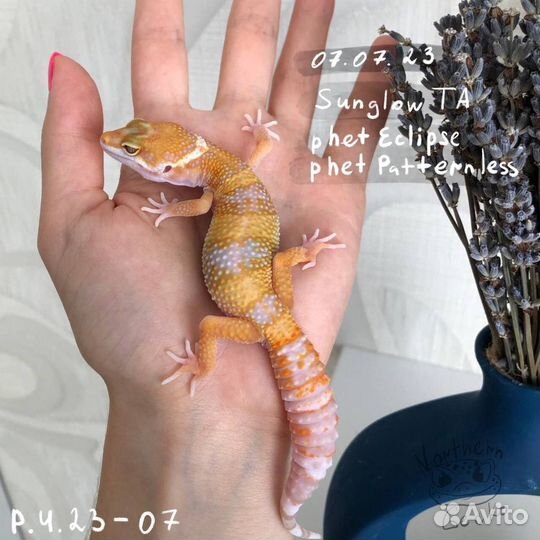 Эублефары малыши