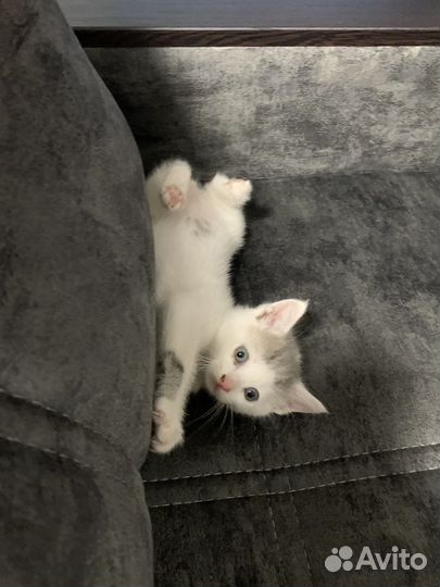 Котята - мышеловы