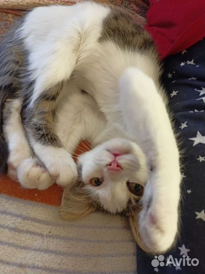 Кошка