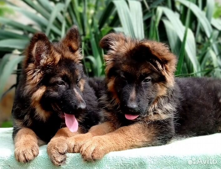 Питомник Голд Магда,щенки немецкой овчарки