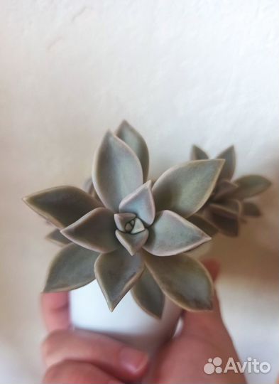 Суккуленты