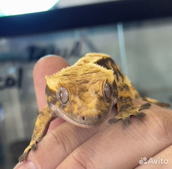 Бананоед самка