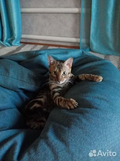 Бенгальский кот