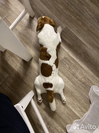 Предлагается для случки джек рассел терьер 2.5 г