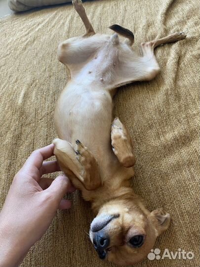 Передержка животных