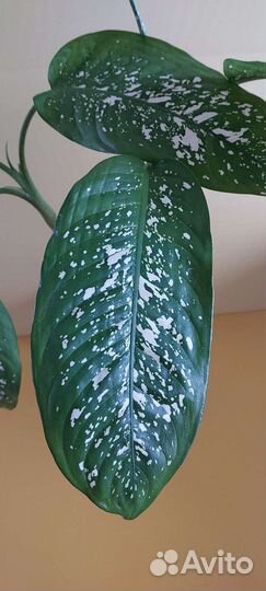 Диффенбахия декоративное, комнатное растение