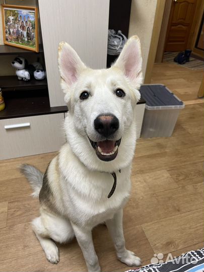 Собака в добрые руки