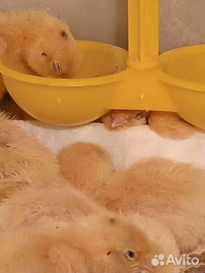 Радонежский перепел - инкубационное яйцо, перепела