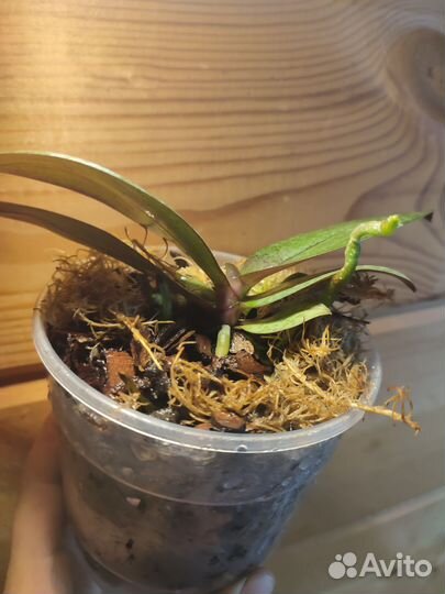 Фаленопсис Парфюмерная фабрика Scention