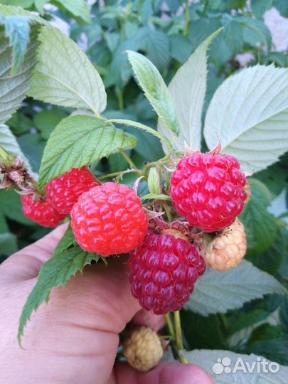 Инжир, малина, земляника,ежевика, мята