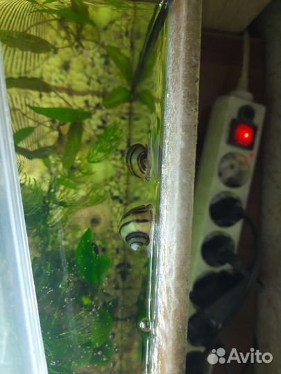 Улитки спикси