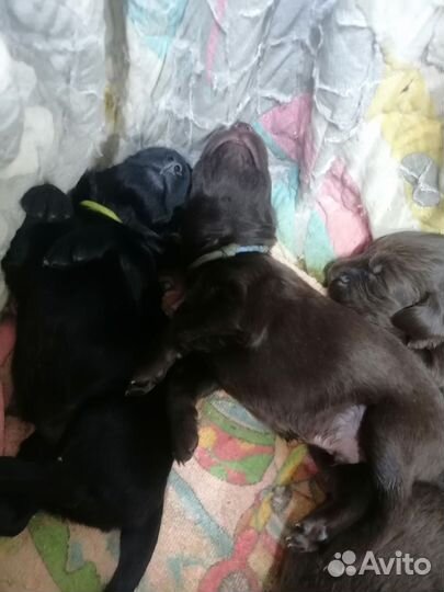 Прямошерстный ретривер