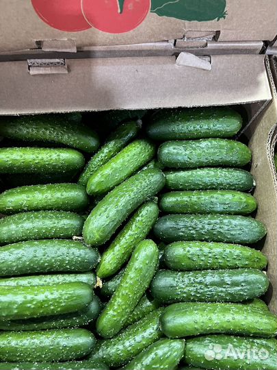 Огурцы кураж