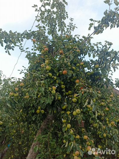 Яблочки с яблони