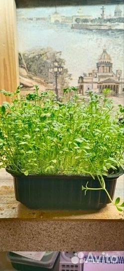 Набор для выращивания микрозелени