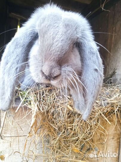 Кролики породы французский баран