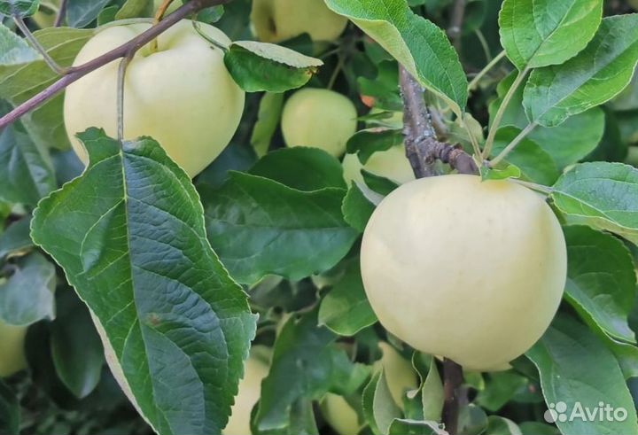 Яблоки, груши, кабачки